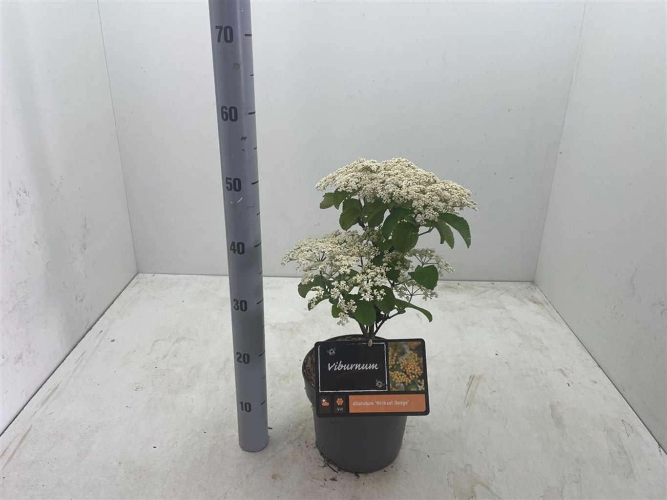 Viburnum dilatatum 'Michael Dodge' - C4